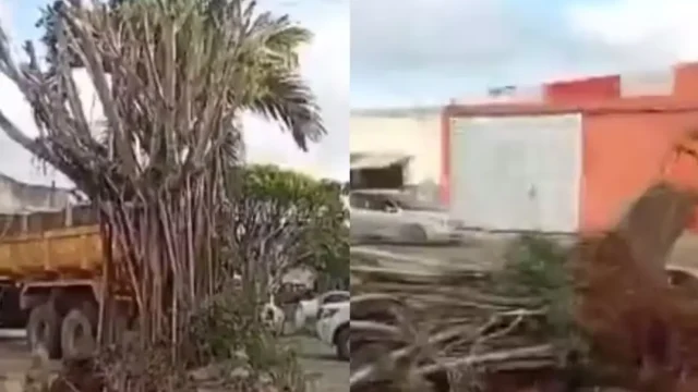 Prefeitura de Santo Amaro promete reparação no caso da árvore derrubada