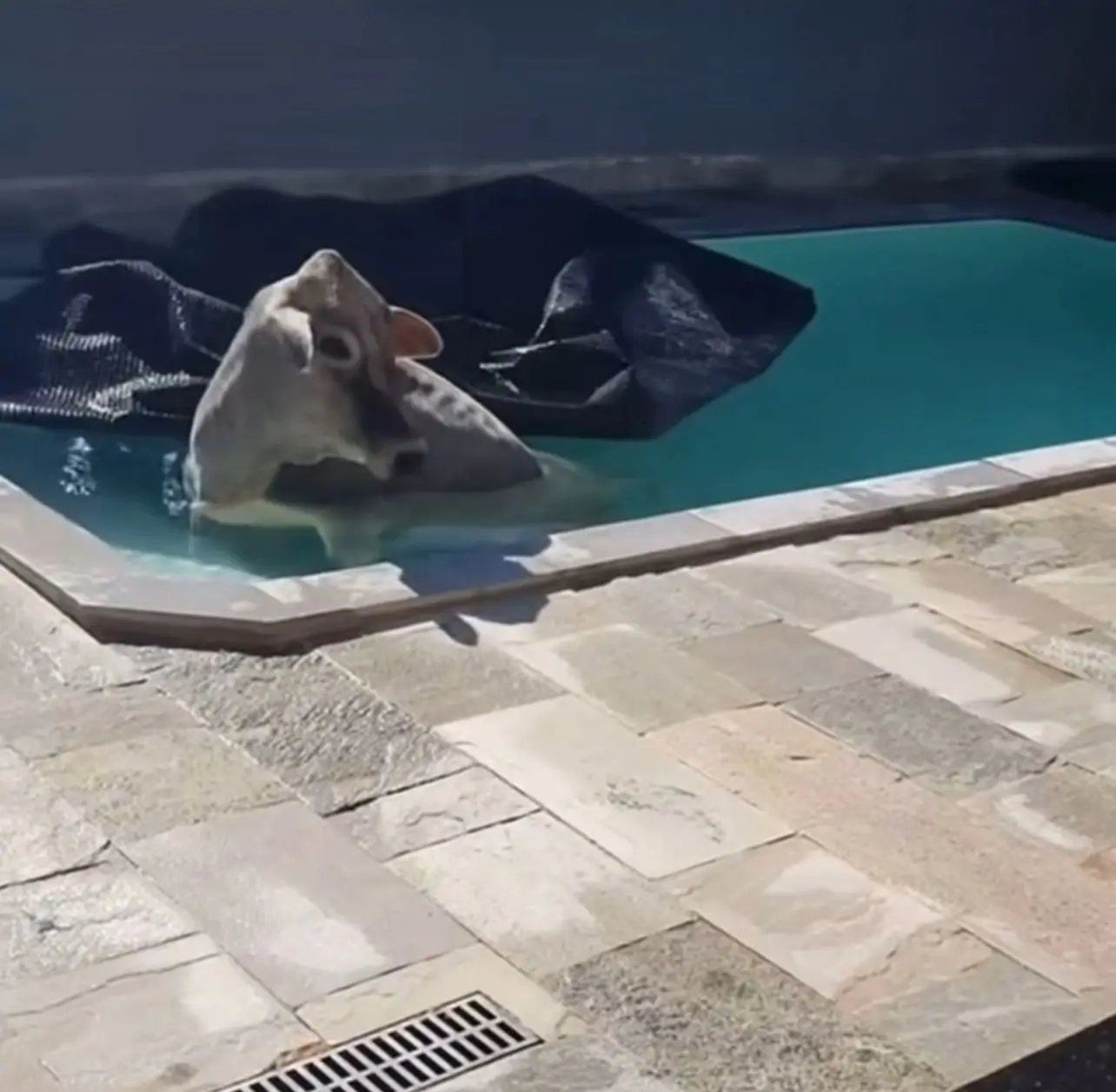 vaca piscina