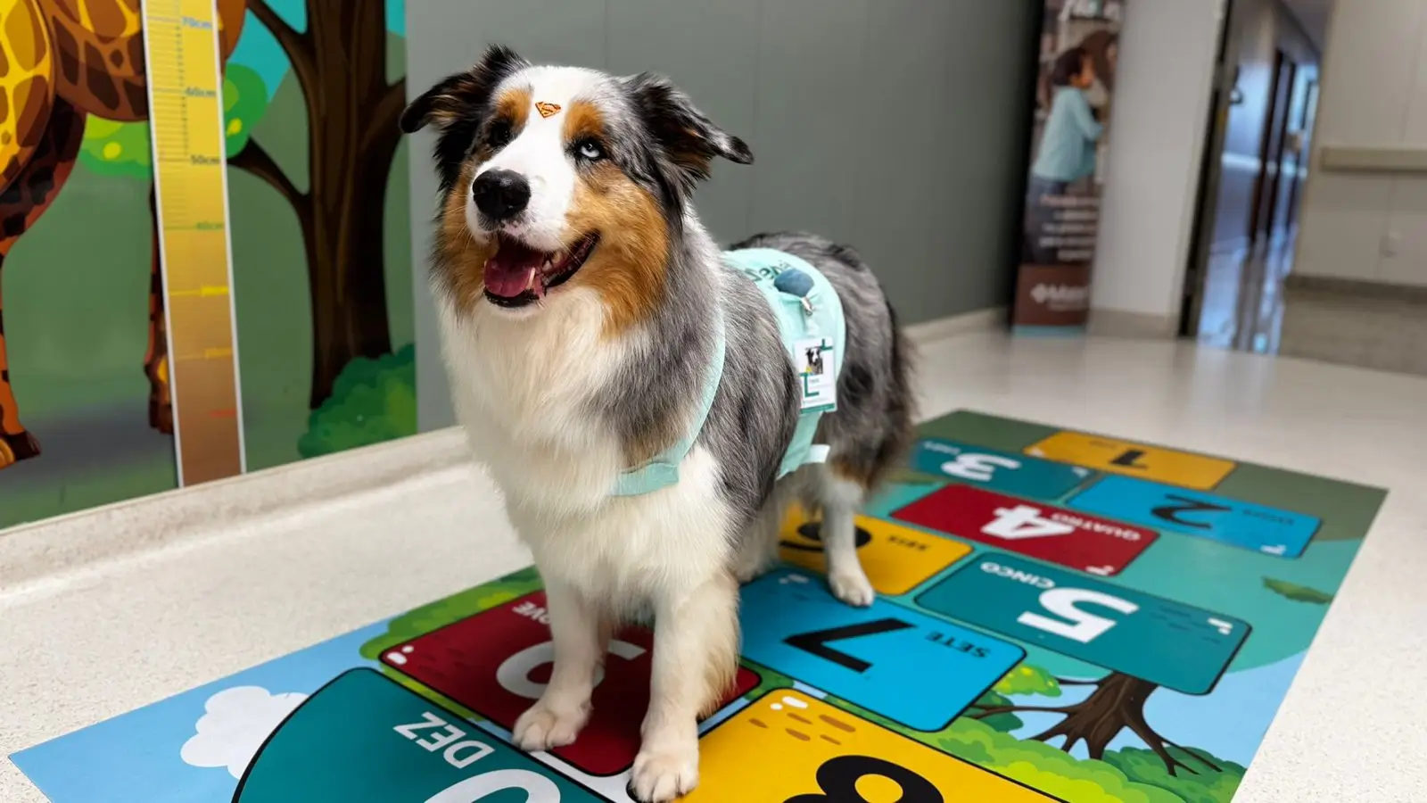 Twix psicologia hospitalar terapia com animais