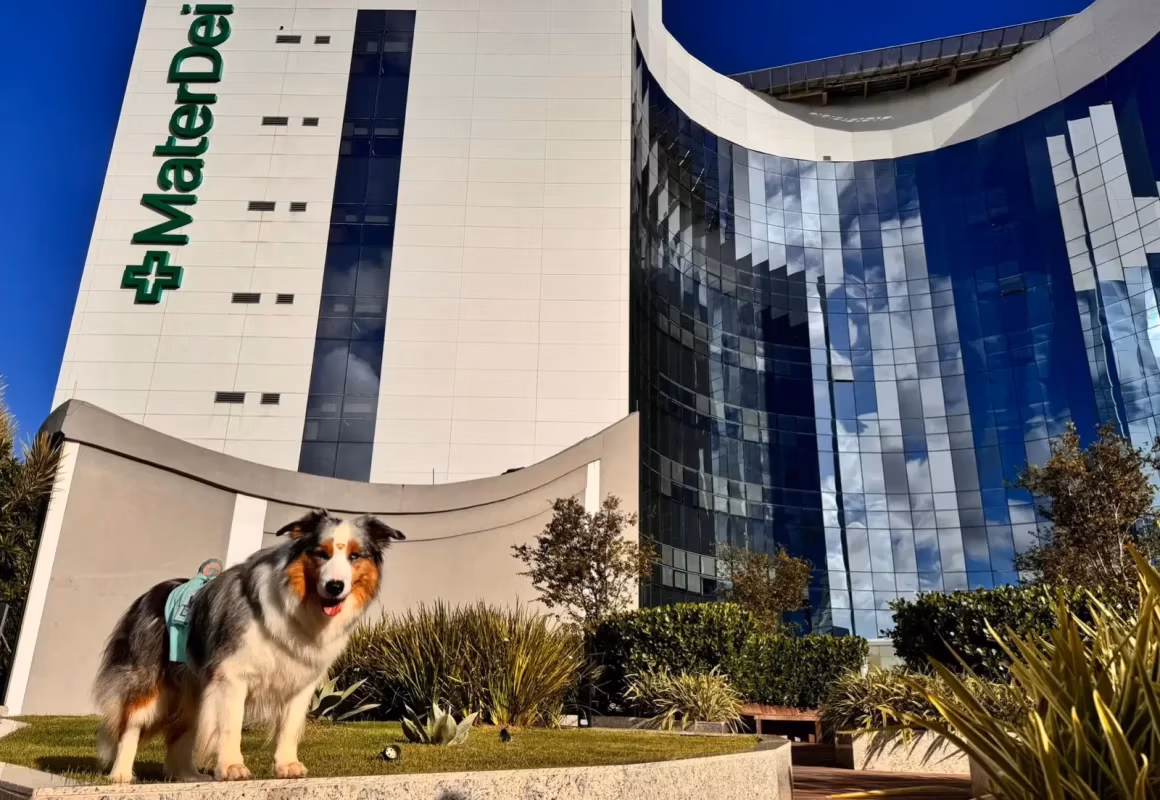 Terapia com animais ajuda na recuperação de pacientes no Hospital Mater Dei 2 Twix psicologia hospitalar terapia com animais