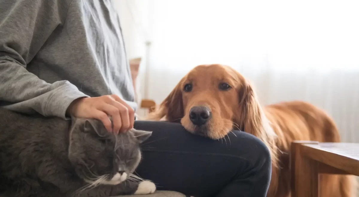 pets vida saudável cachorro alimentação