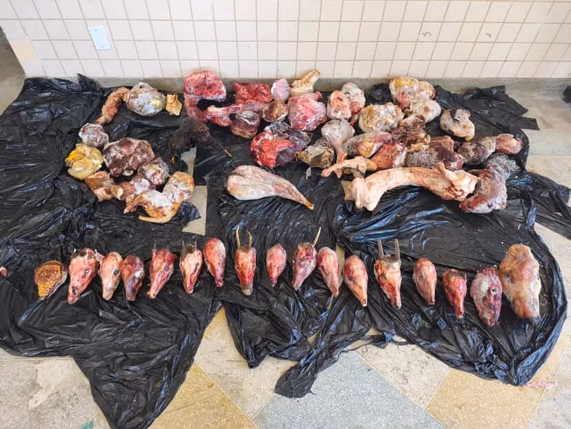 carne de caça na Bahia