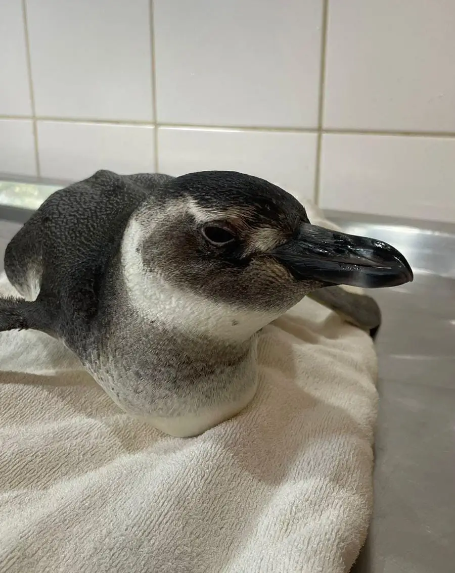 pinguim Salvador praia de Boa Viagem