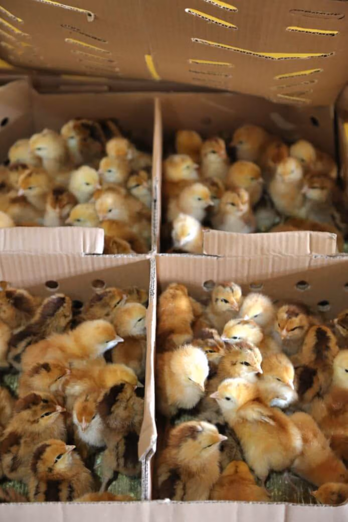 avicultura Cruz das Almas