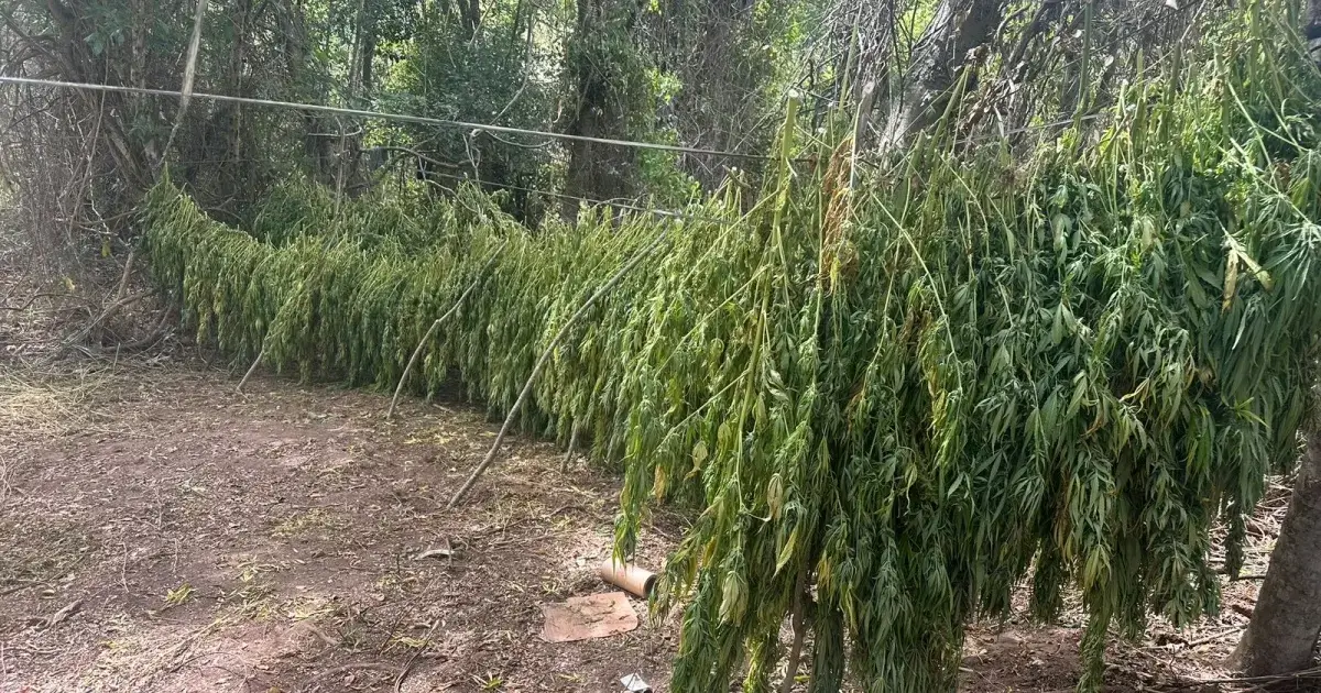 fazenda de maconha Morro do Chapéu advogado