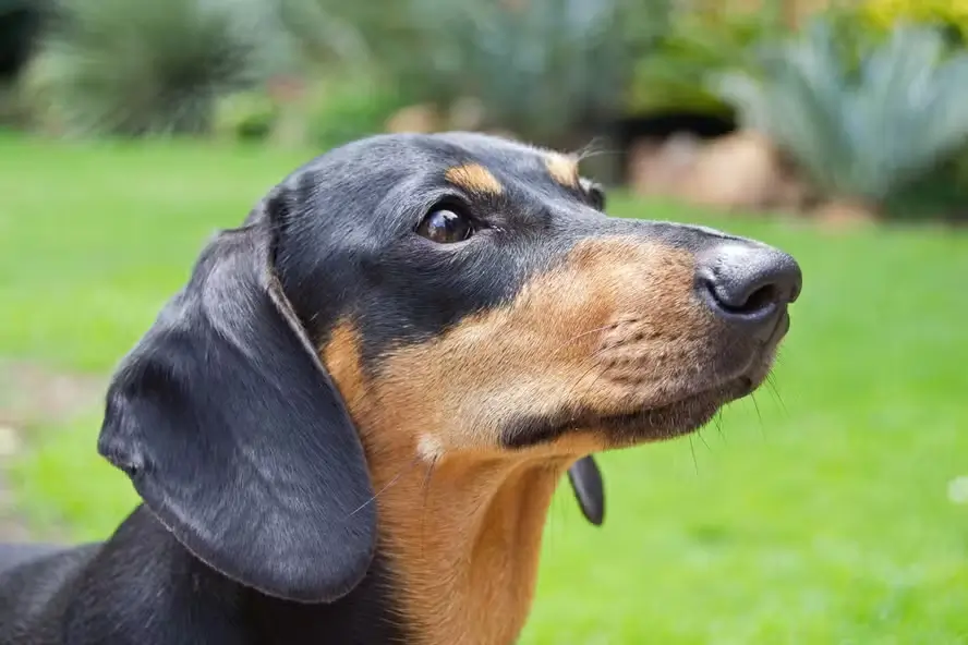 cão pet vacinação