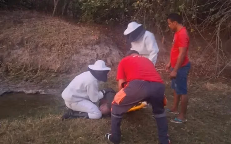 Ataque de abelhas Riachão do Jacuípe