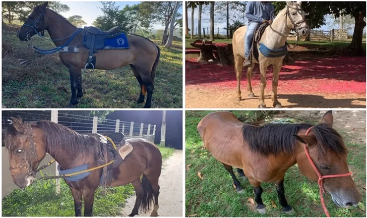 cavalos Oliveira dos Campinhos