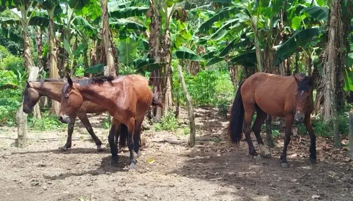 cavalos roubados