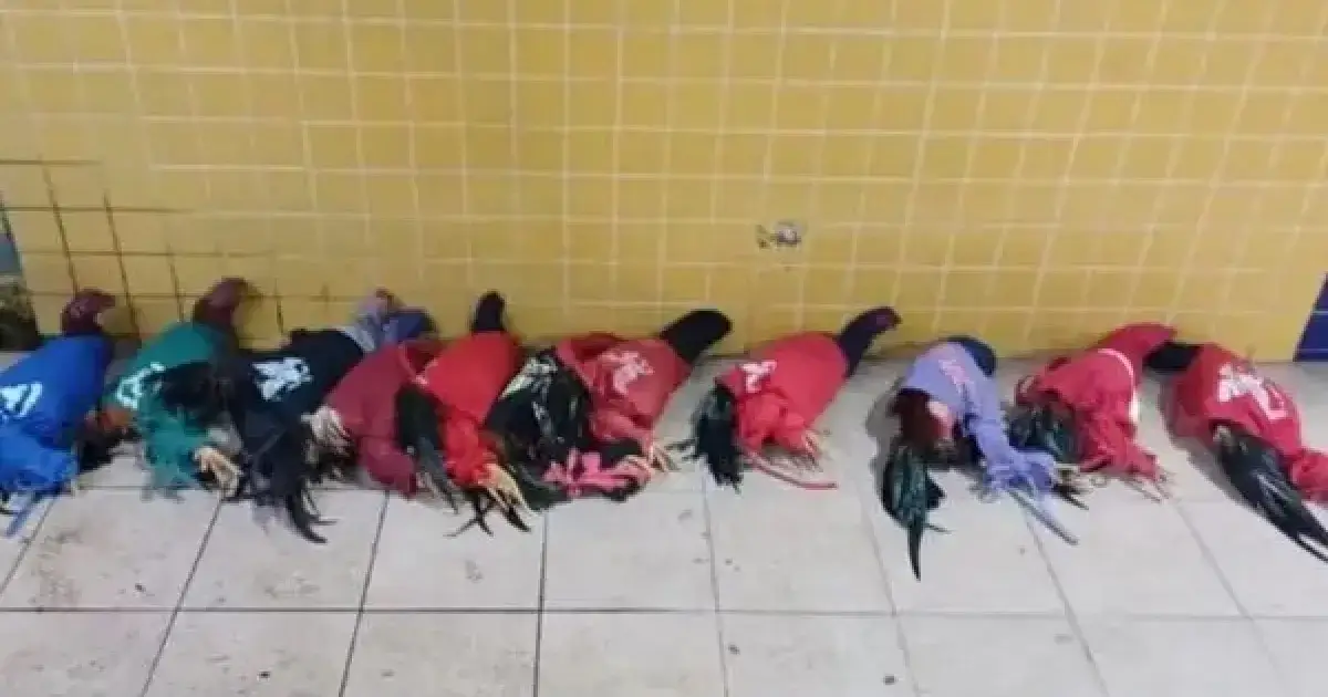 aves apreendidas pela PRF em Feira de Santana