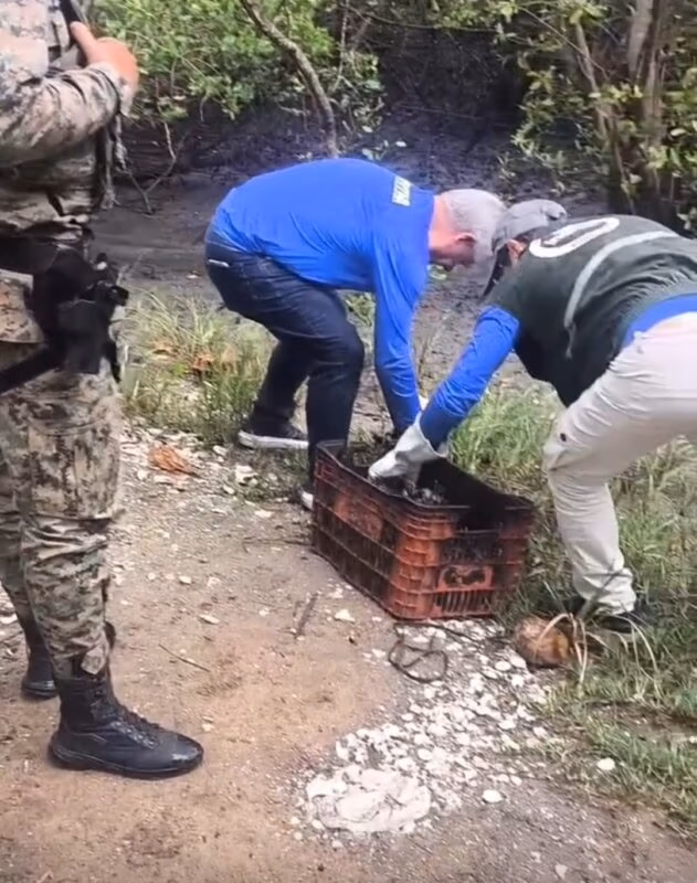fiscalização caranguejo defeso cachoeira e cabuçu