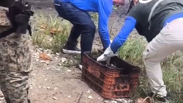 fiscalização caranguejo defeso cachoeira e cabuçu