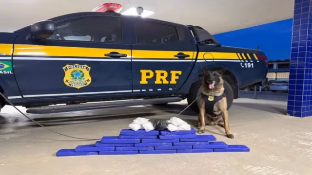 PRF cão drogas