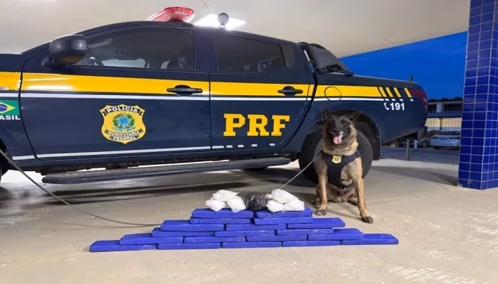 PRF cão drogas