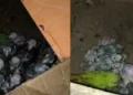 PF deflagra Operação Extinção Zero contra tráfico internacional de animais silvestres na Bahia e em mais cinco estados 3 operação pf animais silvestres