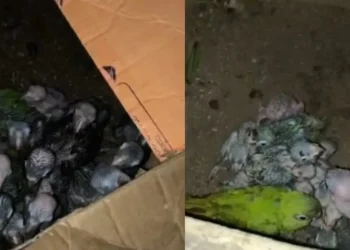 operação pf animais silvestres