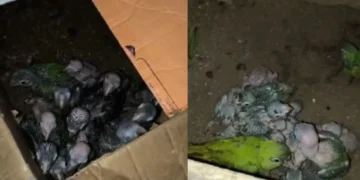 operação pf animais silvestres