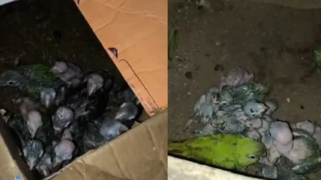 operação pf animais silvestres