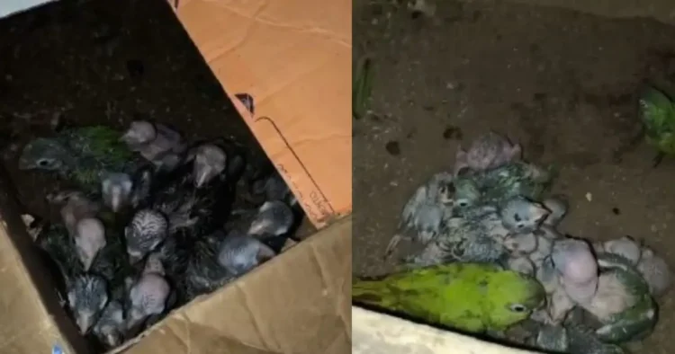 operação pf animais silvestres