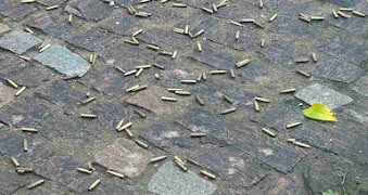 Cápsulas de munições ficaram espalhas pelo chão | Foto: Leitor Diário da Notícia