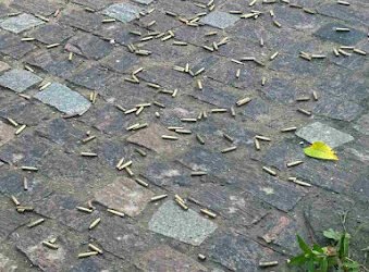 Cápsulas de munições ficaram espalhas pelo chão | Foto: Leitor Diário da Notícia