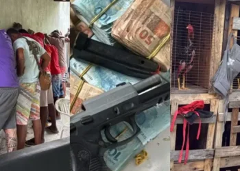 rinha de galo em Salvador