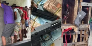 rinha de galo em Salvador