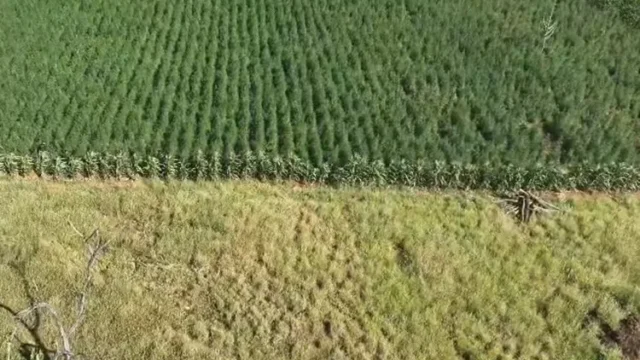 Polícia Civil