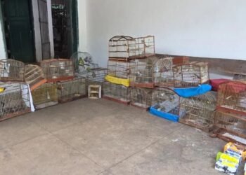 te clandestino. Após o resgate, os pássaros e os materiais apreendidos foram enc