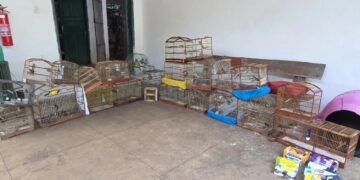 te clandestino. Após o resgate, os pássaros e os materiais apreendidos foram enc