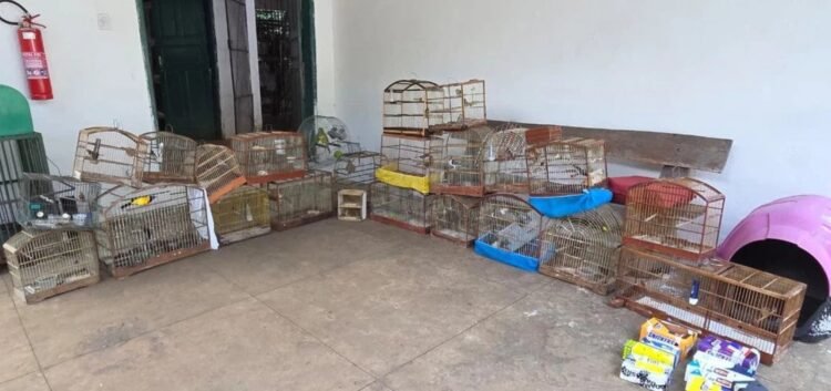 te clandestino. Após o resgate, os pássaros e os materiais apreendidos foram enc