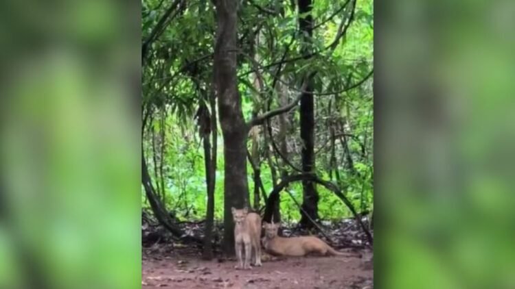 Onça-parda ataca criança de 8 anos durante passeio na Chapada dos Veadeiros 1 Reprodução/TV Anhanguera