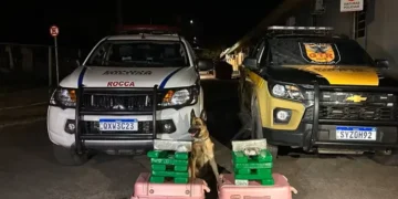 Cão farejador descobre 22 barras de maconha em ônibus que ia para Guanambi