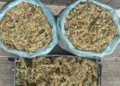 Denúncia de tráfico leva à apreensão de 3,5 kg de maconha em Seabra