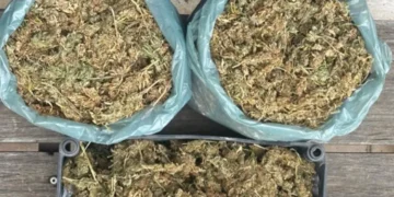 Denúncia de tráfico leva à apreensão de 3,5 kg de maconha em Seabra