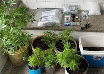 pés de maconha e armas apreendidas em Santo Amaro da Purificação