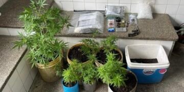 pés de maconha e armas apreendidas em Santo Amaro da Purificação