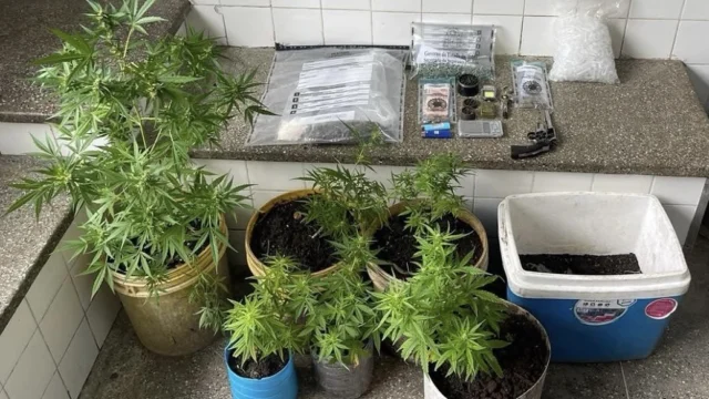 pés de maconha e armas apreendidas em Santo Amaro da Purificação