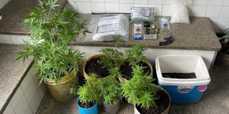 pés de maconha e armas apreendidas em Santo Amaro da Purificação