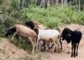 rebanho roubado foi localizado em Conceição do Coité