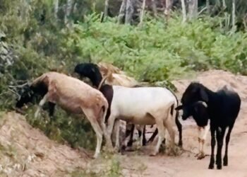rebanho roubado foi localizado em Conceição do Coité