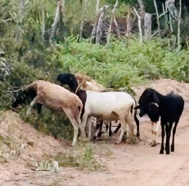 rebanho roubado foi localizado em Conceição do Coité