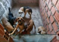 Polícia Civil prende homem de 51 anos por eutanásia ilegal e maus-tratos a animais em Feira de Santana 3 Cães acorrentados em situação de vulnerabilidade em Feira de Santana
