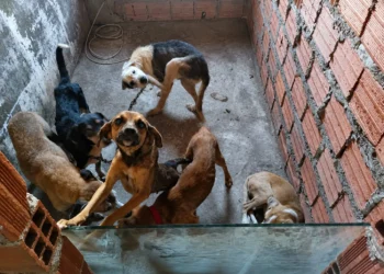 Cães acorrentados em situação de vulnerabilidade em Feira de Santana