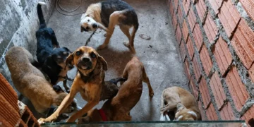 Cães acorrentados em situação de vulnerabilidade em Feira de Santana