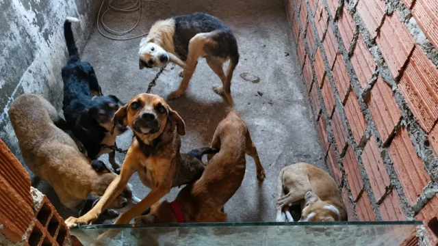 Cães acorrentados em situação de vulnerabilidade em Feira de Santana