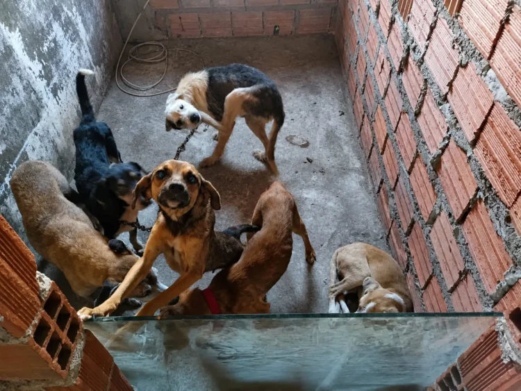 Cães acorrentados em situação de vulnerabilidade em Feira de Santana