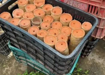 espadas de fogo usadas durante o São João
