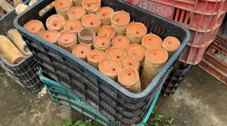 Polícia Civil reforça proibição de espadas juninas na Bahia e alerta para pena de reclusão 1 espadas de fogo usadas durante o São João
