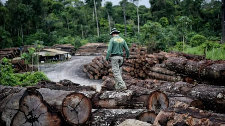 Desmatamento no Brasil atinge menor índice histórico, mas ilegalidade ainda domina 1 desmatamento